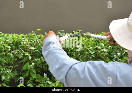 Gardener cutting hedge with grass shears Stock Photo