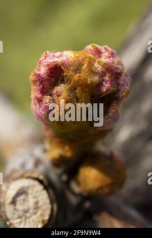 Macro Photo of Vine Leaves Bud  in Opening Phase. Taken on Cut Vine Branch Out of Focus. Stock Photo