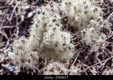 Wild clematis vitalba (traveller’s joy) dry silky fluffy seed heads close up. Stock Photo