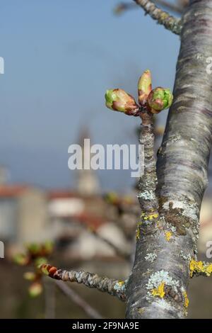 Cherry flower buds against a blue sky in spring garden. Springtime background. Old Tuscan village on the background Stock Photo