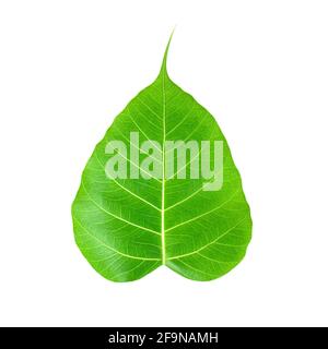 Pipal or Bo leaf isolated on white background Stock Photo