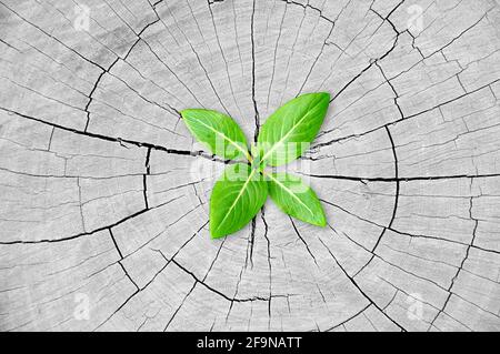 Green seedling growing from tree stump - regeneration and development concept Stock Photo