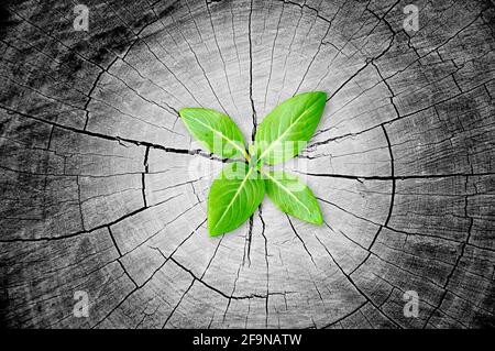 Green seedling growing from tree stump - regeneration and development concept Stock Photo