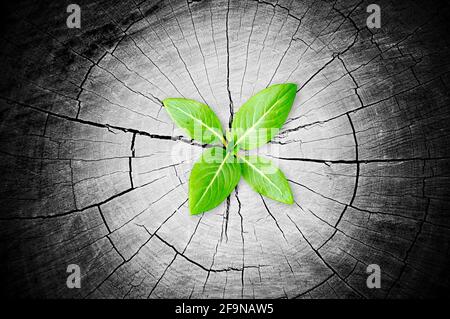 Green seedling growing from tree stump - regeneration and development concept Stock Photo