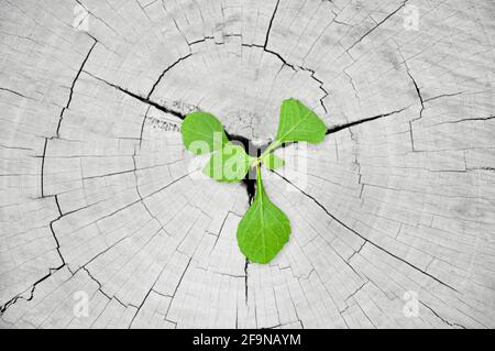 Green seedling growing from tree stump - regeneration and development concept Stock Photo