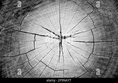 Dry old cracked tree stump texture Stock Photo