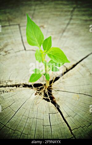 Green seedling growing from tree stump - regeneration and development concept Stock Photo