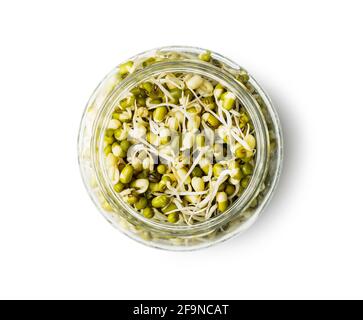 Sprouted green mung beans. Mung sprouts in jar isolated on white background. Stock Photo