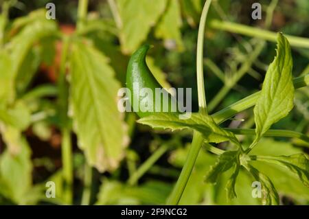 Achocha growing in a garden Stock Photo