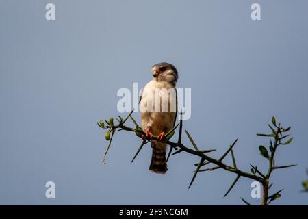 Pygmy Falcon (Polihierax semitorquatus)  or African pygmy falcon Stock Photo