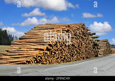 Large pile of pine logs and another stack of spruce logs by rural asphalt road, waiting for transport to the sawmill. Finland, April 2021. Stock Photo