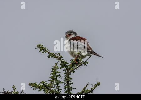 African Pygmy Falcon Female  (Polihierax semitorquatus)  or  pygmy falcon Stock Photo
