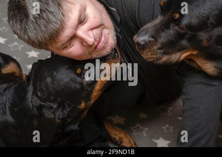A man with black dogs lies on a gray blanket with white stars. The owner plays with the rottweilers on the bed. Pets are resting indoors. Pet life. Stock Photo