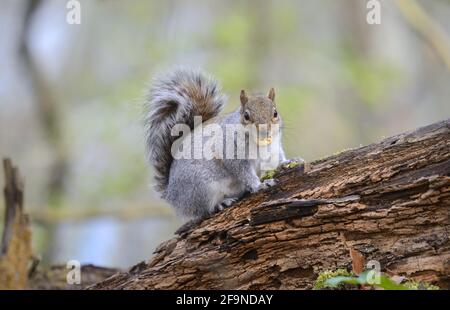 Grey Squirrel (Eastern Grey Squirrel / Gray Squirrel) Sciurus carolinensis: with a chestnut in its mouth. UK, April Stock Photo