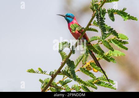 Carmine Bee-eater - Merops nubicus, beautiful colored bird from North East African lakes and rivers, Lake Ziway, Ethiopia. Stock Photo