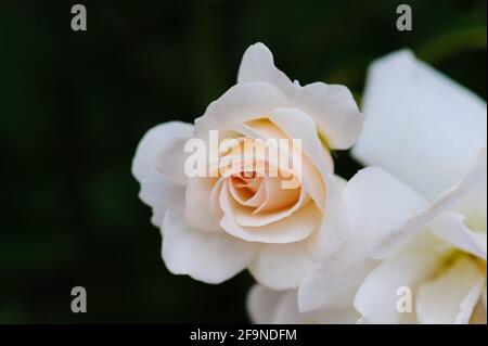 Beautiful soft color of pink and white roses on blurred background. Stock Photo