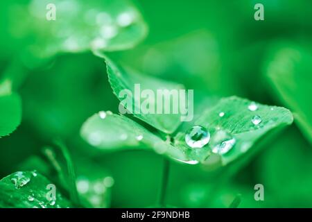 Green clover leaf closeup with dew drop on green natural backdrop. A shamrock is a young sprig, used as a symbol of Ireland. Saint St Patrick day. Stock Photo