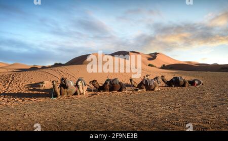 Sunset over the dunes in the Sahara desert. Beautiful sand landscape with stunning sky and  camel caravan. Stock Photo