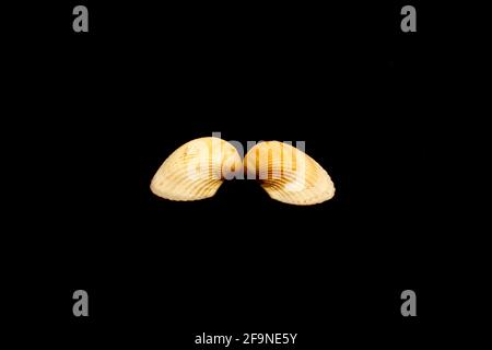 two shells isolated on black Stock Photo