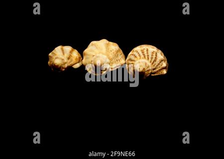 Three shells isolated on black Stock Photo