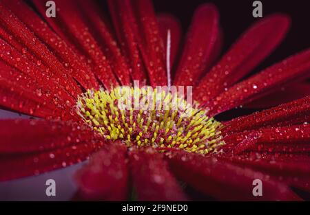 Red Gerbera flower blossom with water drops - close up shot photo details spring time Stock Photo