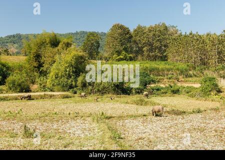 Water buffaloes graze in a harvested rice field, Laos Stock Photo