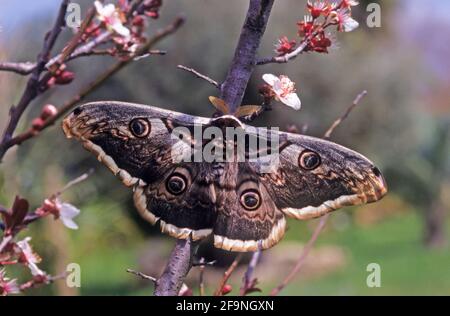 Saturnia pyri, the giant peacock moth, great peacock moth, giant emperor moth or Viennese emperor Stock Photo