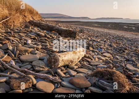 Pebbles and sea wood at Whiteford sands beach, the Gower peninsula, Swansea, South Wales, UK. Coastline backdrop at sunset Stock Photo