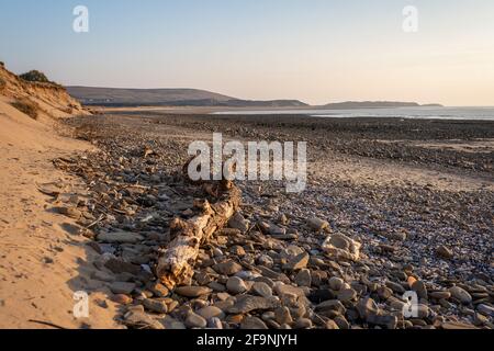 Pebbles and sea wood at Whiteford sands beach, the Gower peninsula, Swansea, South Wales, UK. Coastline backdrop at sunset Stock Photo