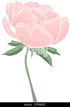 Delicate pink flower. Garden peony on a white background. Isolated large lush flower. Vector illustration Stock Vector