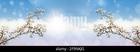 White flowering blossom tree branches against blue dreamy sky. Romantic spring banner. Stock Photo