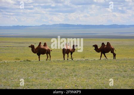 Bactrian camels grazing on the steppe near Dungenee Am and Gobi Gurvansaikhan National Park in the Gobi Desert, Mongolia. Stock Photo