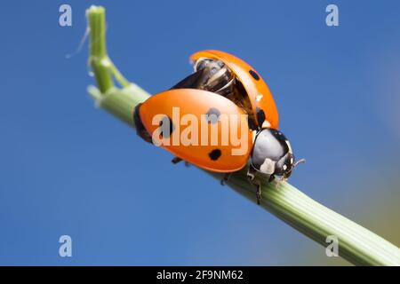 Seven spot ladybug, Coccinella septempunctata, copyspace in the photo Stock Photo