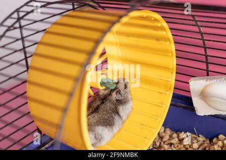 Dzhungarik hamster runs in a wheel on a pink background Stock Photo