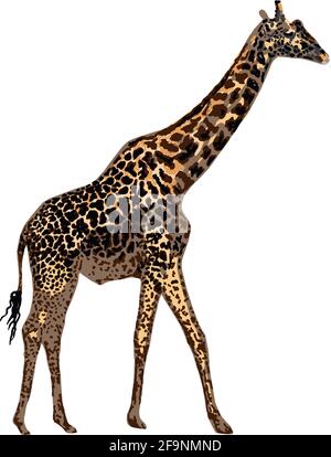 Funny giraffe, sketch for your design - Stock Illustration [58550978] -  PIXTA