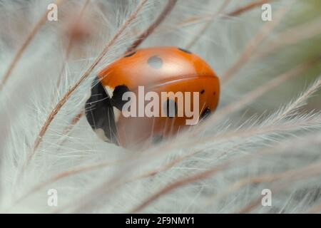 Macro photo of seven-spot ladybug on overblown plant Stock Photo