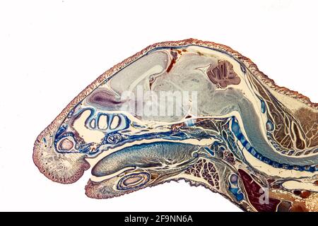 Longitudinal section of mouse head with brain, spinal cord and tongue ...