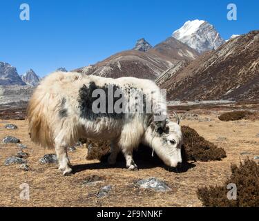 White and grey yak in latin Bos grunniens or Bos mutus, Nepal himalayas Mountains animal Stock Photo