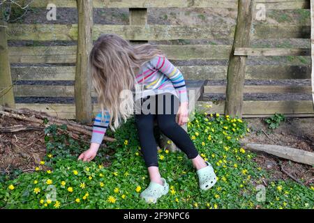 Young girl 8 yrs playing outside in spring looking at celandine flowers on a visit to the Welsh countryside Carmarthenshire Wales UK   KATHY DEWITT Stock Photo