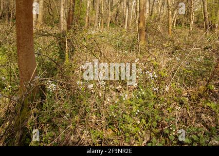 Cardamine pratensis, cuckoo flower, lady's smock, mayflower, milkmaids in woodland, spring sunshine Stock Photo