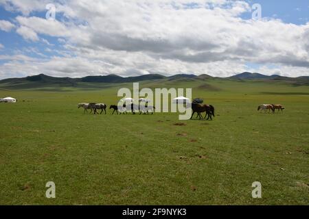 A herd of horses at an authentic nomadic ger camp on the steppes of the Orkhon Valley area of Mongolia, Central Asia. Stock Photo