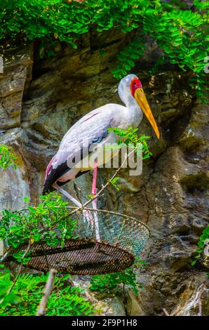 Yellow-billed stork (Mycteria ibis) Stock Photo