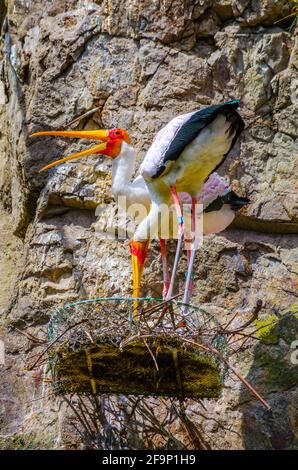 Yellow-billed stork (Mycteria ibis) Stock Photo