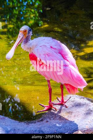 Roseate Spoonbill (Platalea ajaja) Stock Photo