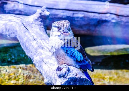 Laughing Kookaburra Australian kingfisher bird on wood Stock Photo