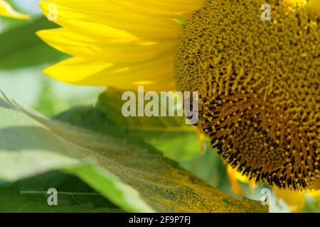 A bee collects nectar from a sunflower flower, close-up. Blooming sunflower. Stock Photo