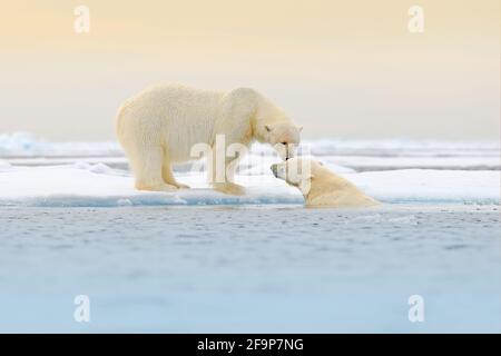 Two Polar bears relaxed on drifting ice with snow, white animals in the nature habitat, Svalbard, Norway. Two animals playing in snow, Arctic wildlife Stock Photo