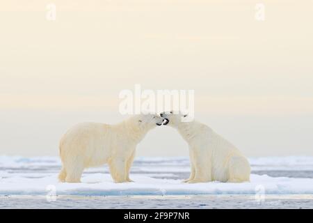 Two Polar bears relaxed on drifting ice with snow, white animals in the nature habitat, Svalbard, Norway. Two animals playing in snow, Arctic wildlife Stock Photo