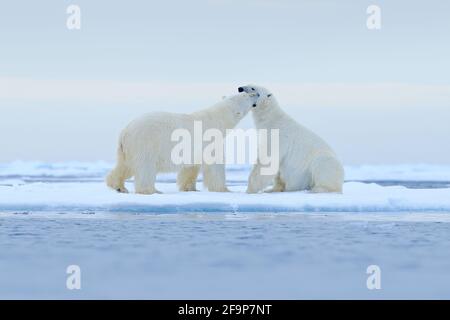 Two Polar bears relaxed on drifting ice with snow, white animals in the nature habitat, Svalbard, Norway. Two animals playing in snow, Arctic wildlife Stock Photo