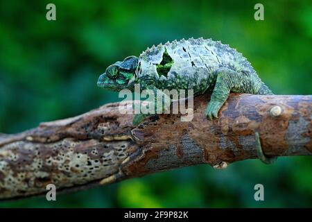 Chameleon sitting on the branch in forest habitat. Exotic beautifull endemic green reptile with long tail from Madagascar. Wildlife scene from nature. Stock Photo